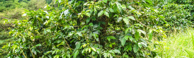 hummingbirds colibries monteverde las nuves clouds Costa Rica