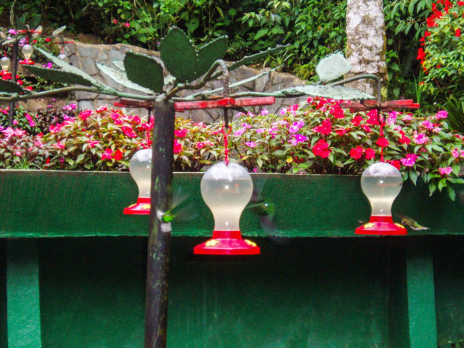 hummingbirds colibries monteverde las nuves clouds Costa Rica