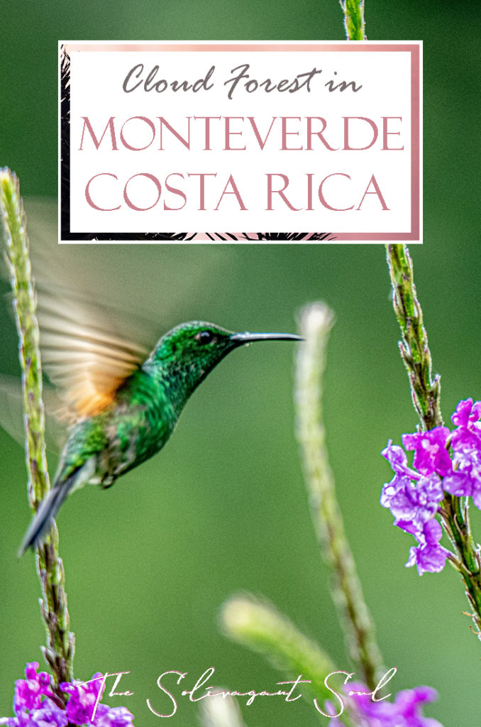 Ultimate guide to visit the Cloud Forest Biological Reserve of Monteverde in Costa Rica, South America. #travelsouthamerica #travelcentralamerica #centralamerica #costarica #nationalparks #sustainabletravel #ethicaltravel #costarica #costaricapuravida #puravida #travelguide #incredibledestinations