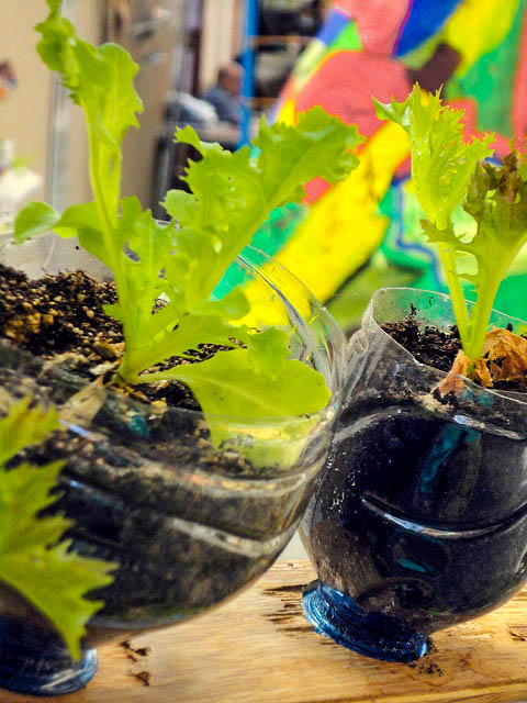 Lechugas, Fiestas de Gracia, Lettuce, Festes de Gracia