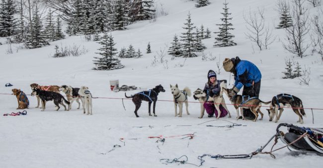 The Solivagant Soul - Dog Sledding around the Three Sisters in Canada
