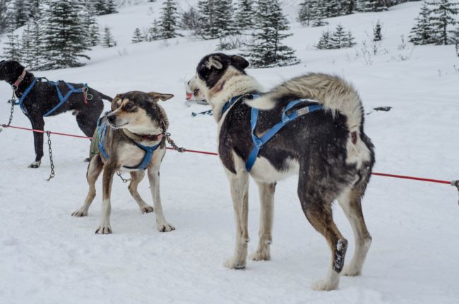 The Solivagant Soul - Dog Sledding around the Three Sisters in Canada
