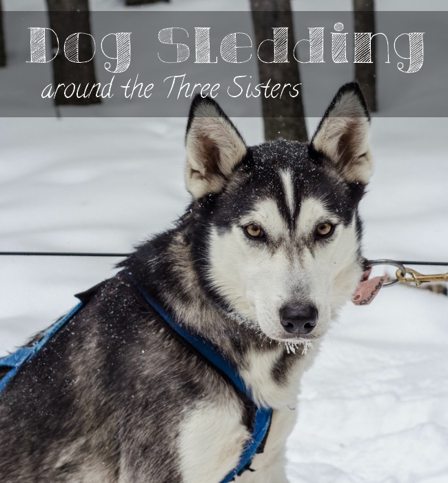 The Solivagant Soul - Dog sledding around the Three Sisters in Canada 