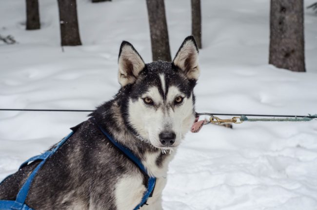 The Solivagant Soul - Dog Sledding around the Three Sisters in Canada