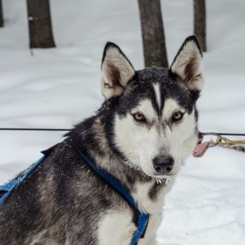The Solivagant Soul - Dog sledding around the Three Sisters in Canada