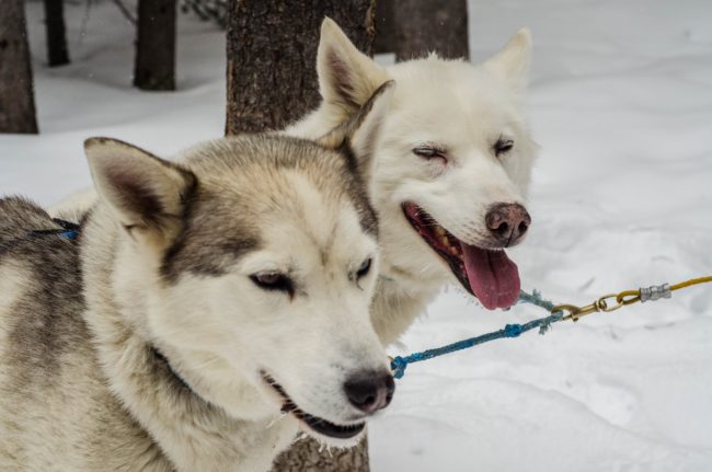 The Solivagant Soul - Dog Sledding around the Three Sisters in Canada