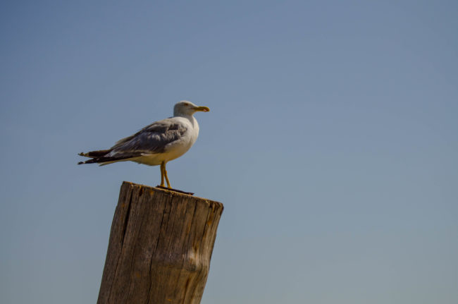 Is really solo travel more expensive? - The Solivagant Soul