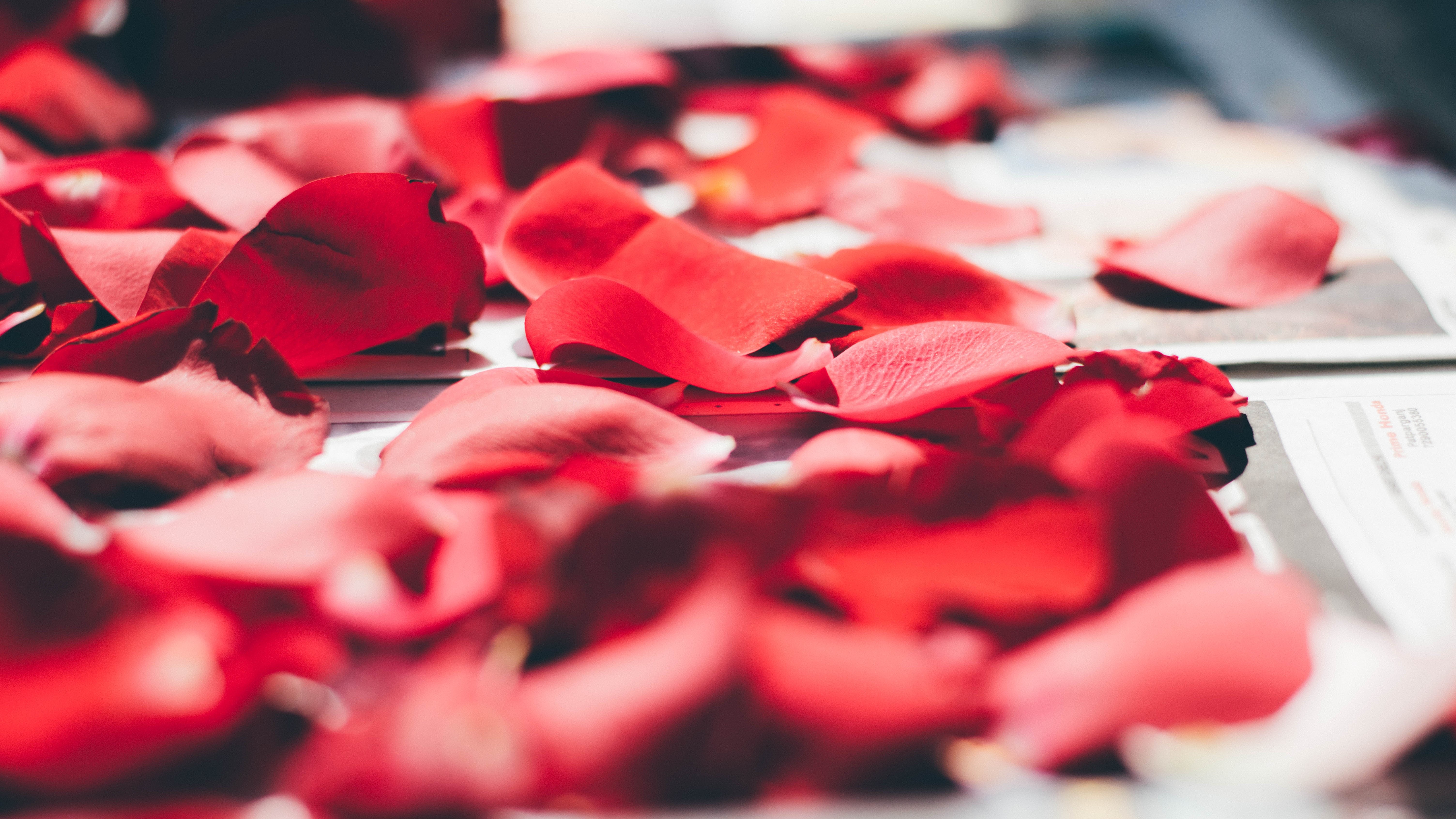 Spend Sant Jordi in Barcelona, the most romantic day of the year, the Catalan Saint Valentin - The Solivagant Soul