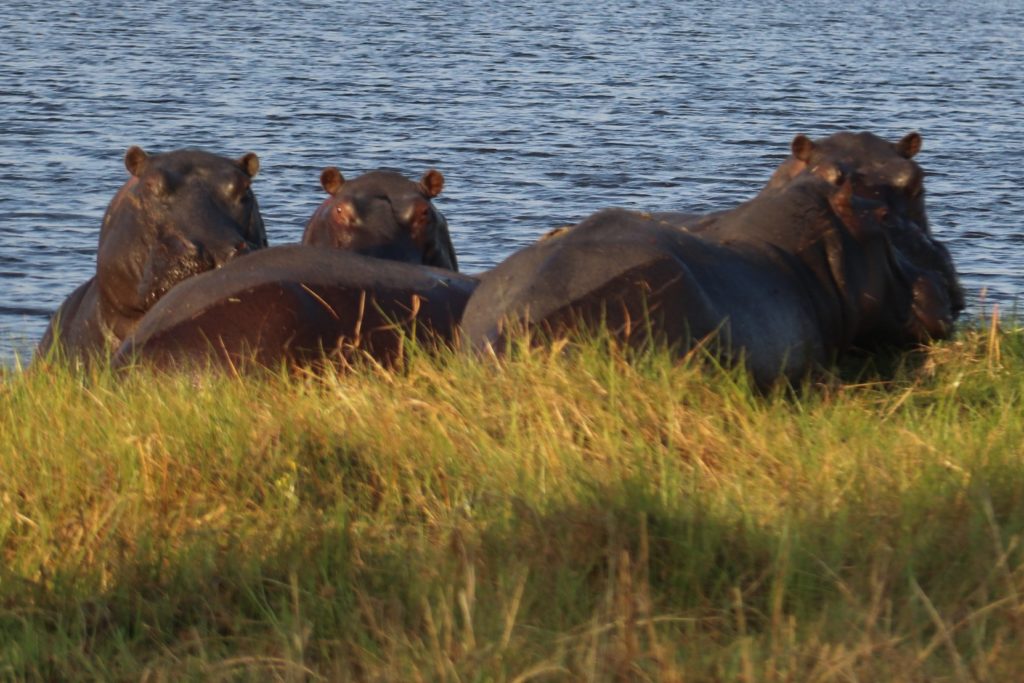 Mean hippos looking at us at Okavango Delta in Botswana. A surprise we discovered while we were running away from a water buffalo that chased us | #Safari #Beintrepid #intrepidtravel #OkavangoDelta #Botswana #Africa | The Solivagant Soul
