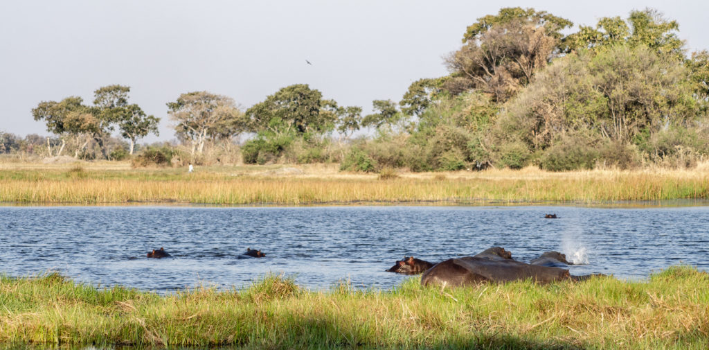 Hippos in the water at sunset at the Okavango Delta. We saw them from a walking tour from our own private island at the Okavango Delta | #Africa #Safari #Botswana #Cows #Okavango #OkavangoDelta | The Solivagant Soul