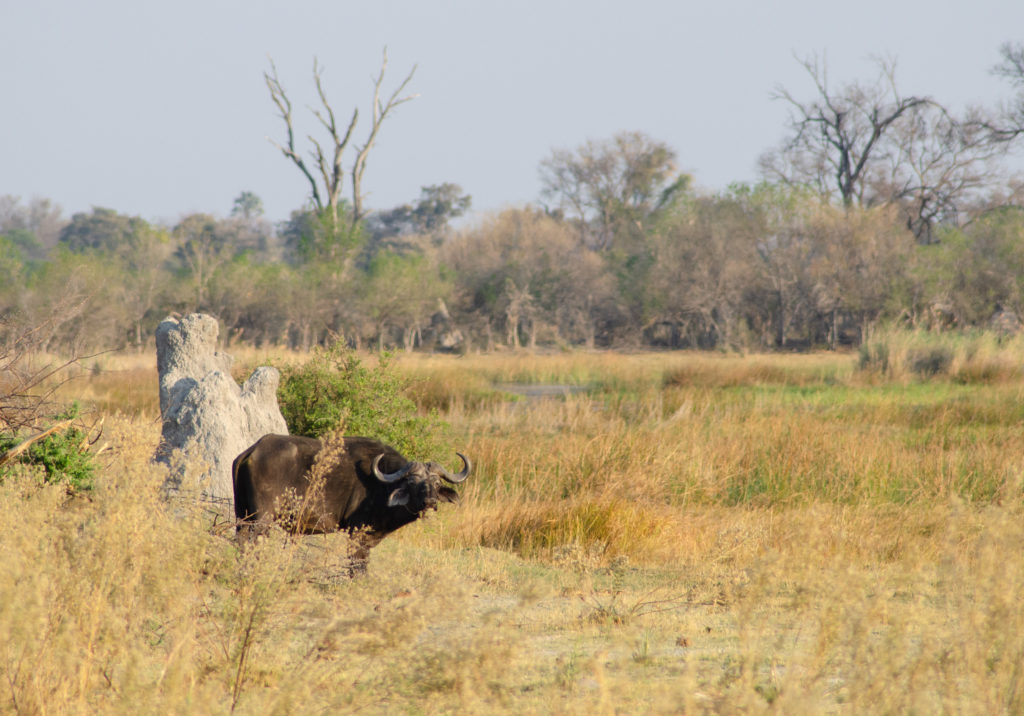 This water buffalo scented us and decide to start hunting them. We survived at the Okavango Delta | #Africa #Safari #Botswana #Cows #Okavango #OkavangoDelta | The Solivagant Soul