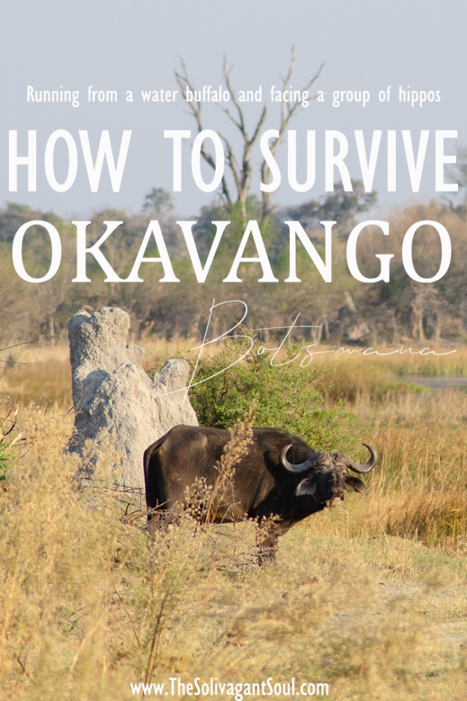 How to avoid die in your holidays. Firs lesson, avoid the water buffalo. Practical leassons after bush walking at the Okavango Delta | #Africa #Safari #Botswana #Cows #Okavango #OkavangoDelta | The Solivagant Soul