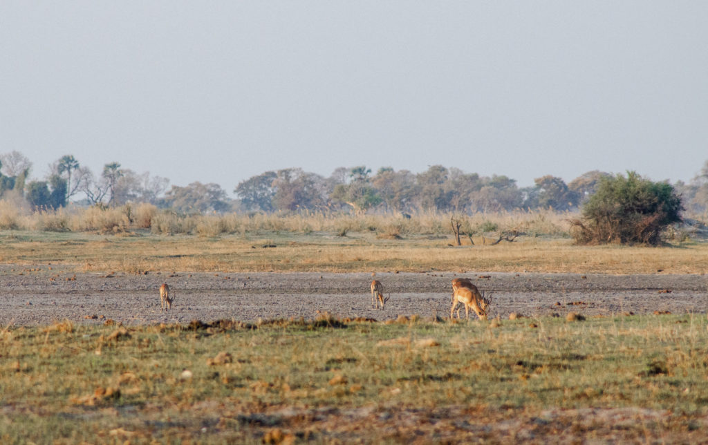 Small group of antelopes eating grass in an area that in another season of the year is usually flooded. This picture was taken at the end of September at the Okavango Delta | #Africa #Safari #Botswana #Cows #Okavango #OkavangoDelta | The Solivagant Soul
