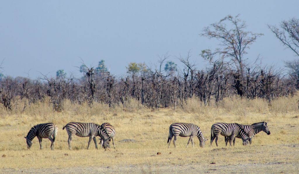 Group of Zebras wandering at the Okavango Delta looking at us distractedly while they feed. | #Africa #Safari #Botswana #Cows #Okavango #OkavangoDelta | The Solivagant Soul