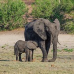 When I decided to book the trip to Explore Southern Africa with Intrepid Travel. The process was very smooth and the travel agent who assisted me was very kind. This is the first post of a series of #traveljournal s to describe my experience during this tour, from booking until I made it back home. | The Solivagant Soul | Solo Travel Blog