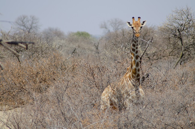 The best travel journal of my discovery of southern africa with Intrepid Travel. On this second entry, we left Johannesburg, drove for 10h across the border between South Africa and Botswana and we made it to Khama Rhino Sanctuary. Once there, we saw white rhinos, giraffes, oryx, zebras and much more | #safari #solosafari #Africa #travelingsolo #beintrepid #Botswana