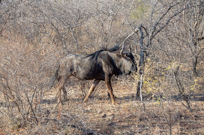 The best travel journal of my discovery of southern africa with Intrepid Travel. On this second entry, we left Johannesburg, drove for 10h across the border between South Africa and Botswana and we made it to Khama Rhino Sanctuary. Once there, we saw white rhinos, giraffes, oryx, zebras and much more | #safari #solosafari #Africa #travelingsolo #beintrepid #Botswana