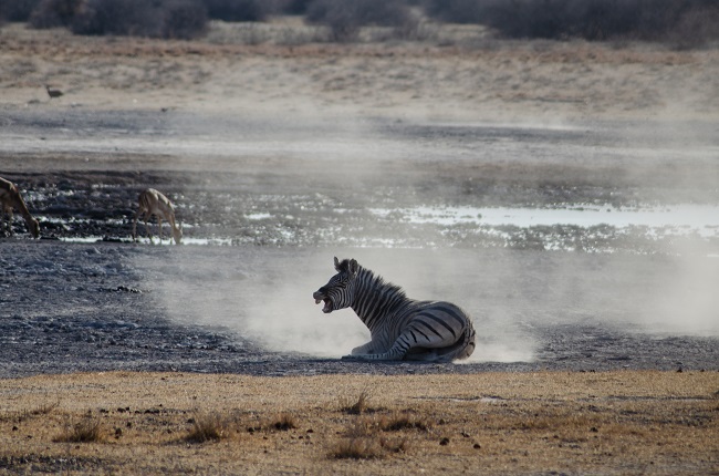 The best travel journal of my discovery of southern africa with Intrepid Travel. On this second entry, we left Johannesburg, drove for 10h across the border between South Africa and Botswana and we made it to Khama Rhino Sanctuary. Once there, we saw white rhinos, giraffes, oryx, zebras and much more | #safari #solosafari #Africa #travelingsolo #beintrepid #Botswana