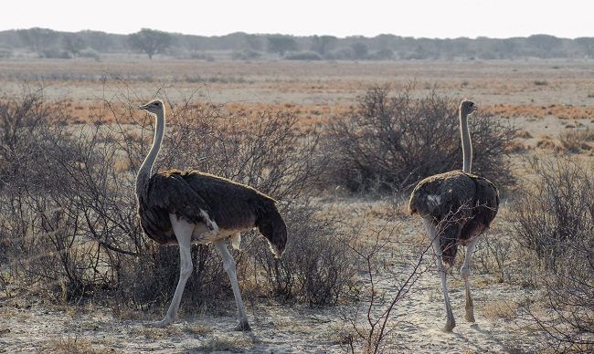 The best travel journal of my discovery of southern africa with Intrepid Travel. On this second entry, we left Johannesburg, drove for 10h across the border between South Africa and Botswana and we made it to Khama Rhino Sanctuary. Once there, we saw white rhinos, giraffes, oryx, zebras and much more | #safari #solosafari #Africa #travelingsolo #beintrepid #Botswana