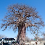 Visit Maun in Botswana, the best getaway to do a safari along the Okavango Delta | #Botswana #Africa #Safari #Okavango #Wildlife | The Solivagant Soul