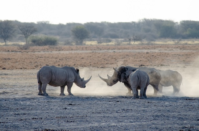 The best travel journal of my discovery of southern africa with Intrepid Travel. On this second entry, we left Johannesburg, drove for 10h across the border between South Africa and Botswana and we made it to Khama Rhino Sanctuary. Once there, we saw white rhinos, giraffes, oryx, zebras and much more | #safari #solosafari #Africa #travelingsolo #beintrepid #Botswana