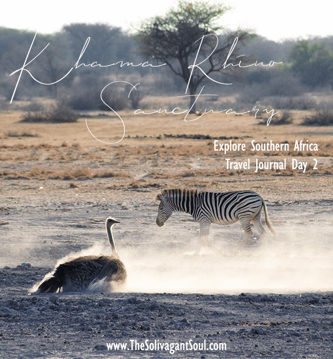 The best travel journal of my discovery of southern africa with Intrepid Travel. On this second entry, we left Johannesburg, drove for 10h across the border between South Africa and Botswana and we made it to Khama Rhino Sanctuary. Once there, we saw white rhinos, giraffes, oryx, zebras and much more | #safari #solosafari #Africa #travelingsolo #beintrepid #Botswana