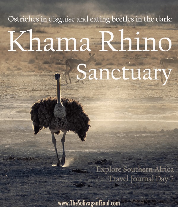 The best travel journal of my discovery of southern africa with Intrepid Travel. On this second entry, we left Johannesburg, drove for 10h across the border between South Africa and Botswana and we made it to Khama Rhino Sanctuary. Once there, we saw white rhinos, giraffes, oryx, zebras and much more | #safari #solosafari #Africa #travelingsolo #beintrepid #Botswana