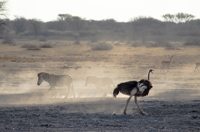 The best travel journal of my discovery of southern africa with Intrepid Travel. On this second entry, we left Johannesburg, drove for 10h across the border between South Africa and Botswana and we made it to Khama Rhino Sanctuary. Once there, we saw white rhinos, giraffes, oryx, zebras and much more | #safari #solosafari #Africa #travelingsolo #beintrepid #Botswana