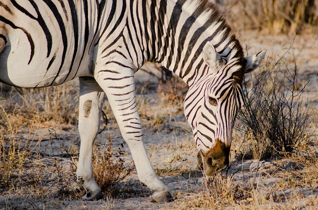 The best travel journal of my discovery of southern africa with Intrepid Travel. On this second entry, we left Johannesburg, drove for 10h across the border between South Africa and Botswana and we made it to Khama Rhino Sanctuary. Once there, we saw white rhinos, giraffes, oryx, zebras and much more | #safari #solosafari #Africa #travelingsolo #beintrepid #Botswana