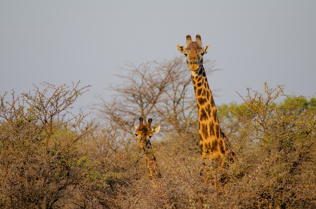 The best travel journal of my discovery of southern africa with Intrepid Travel. On this second entry, we left Johannesburg, drove for 10h across the border between South Africa and Botswana and we made it to Khama Rhino Sanctuary. Once there, we saw white rhinos, giraffes, oryx, zebras and much more | #safari #solosafari #Africa #travelingsolo #beintrepid #Botswana
