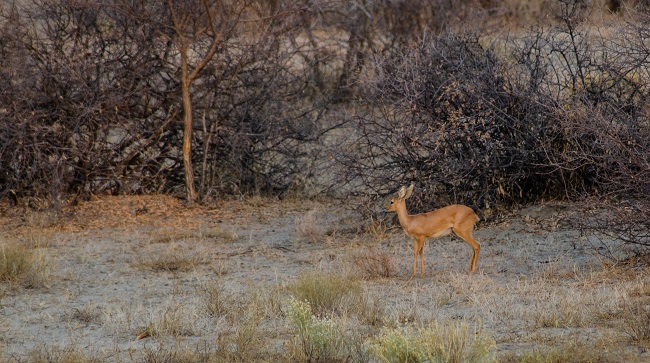 The best travel journal of my discovery of southern africa with Intrepid Travel. On this second entry, we left Johannesburg, drove for 10h across the border between South Africa and Botswana and we made it to Khama Rhino Sanctuary. Once there, we saw white rhinos, giraffes, oryx, zebras and much more | #safari #solosafari #Africa #travelingsolo #beintrepid #Botswana