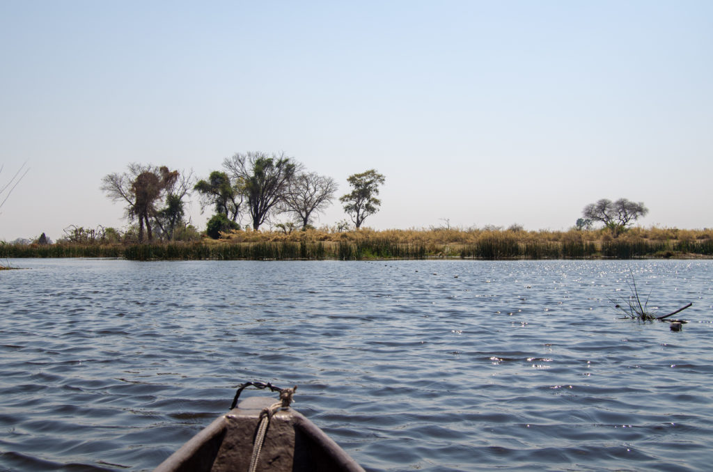Traveling on a mokoro, or boat, through the Okavango River to start bush camping for three days and two nights. | #Africa #Safari #Botswana #Cows #Okavango #OkavangoDelta | The Solivagant Soul