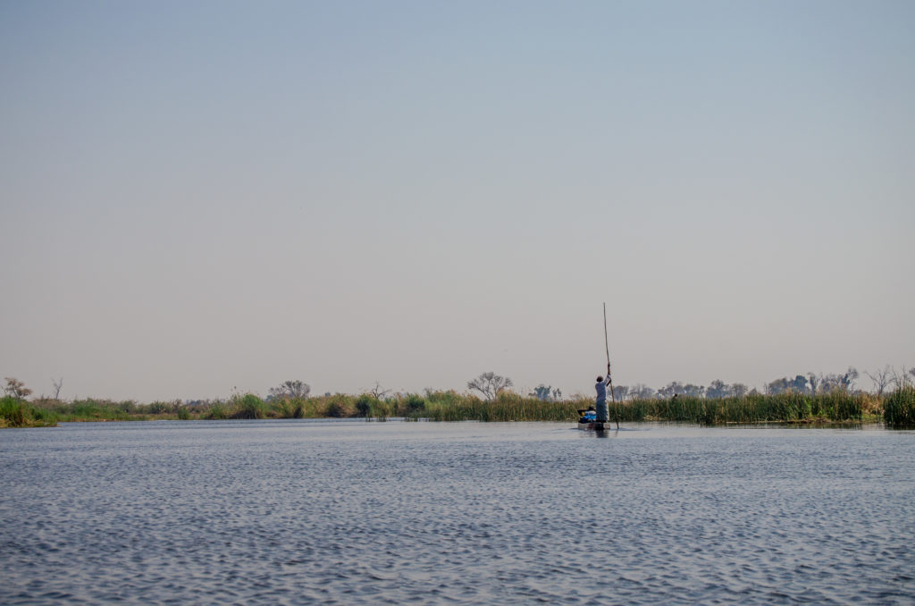 Traveling on a mokoro, or boat, through the Okavango River to start bush camping for three days and two nights. | #Africa #Safari #Botswana #Cows #Okavango #OkavangoDelta | The Solivagant Soul