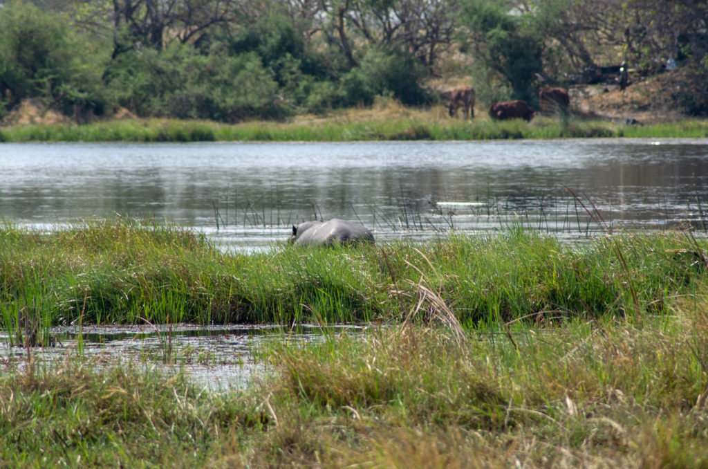 The most common animal sight wile on a safari are animals butts. Hippos as this one would not turn as often as other animals but they would do the same eventually | #Africa #Safari #Botswana #Cows #Okavango #OkavangoDelta | The Solivagant Soul