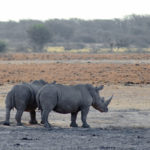 The best travel journal of my discovery of southern africa with Intrepid Travel. On this second entry, we left Johannesburg, drove for 10h across the border between South Africa and Botswana and we made it to Khama Rhino Sanctuary. Once there, we saw white rhinos, giraffes, oryx, zebras and much more | #safari #solosafari #Africa #travelingsolo #beintrepid #Botswana
