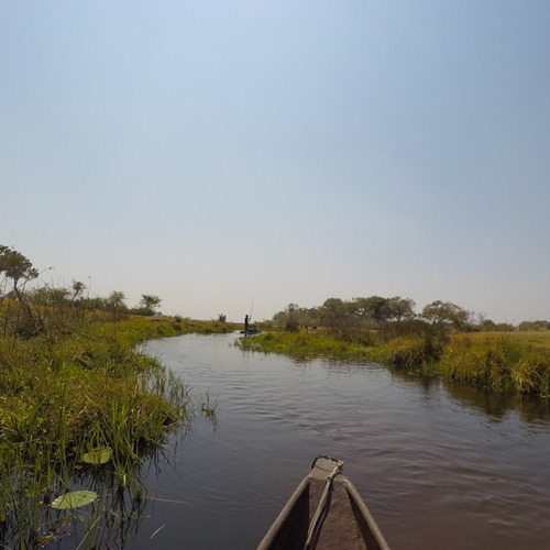 Travel journal - Explore Southern Africa day 4, Okavango Delta, Botswana | #Africa #Safari #Botswana #Cows #Okavango #OkavangoDelta | The Solivagant Soul
