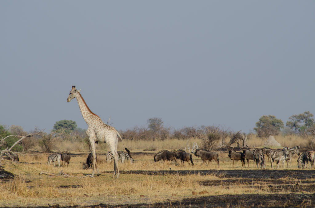 Giraffe with zebras, wildebeest and termite mounts in Okavango Delta, Botswana - The Solivagant Soul