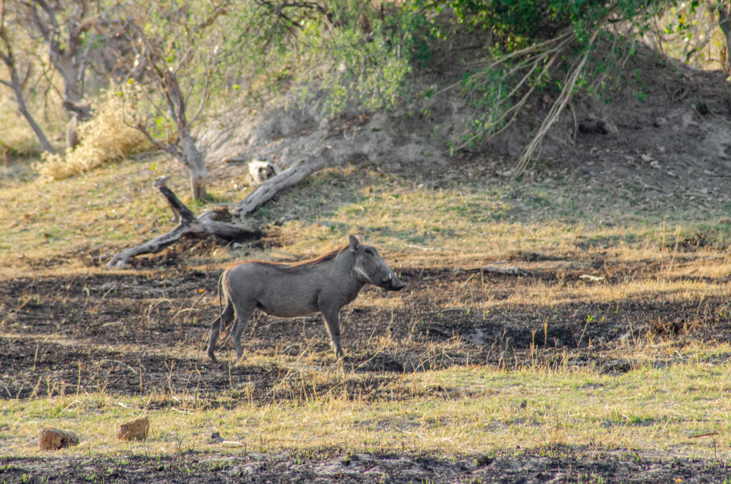 Pumba in the Okavango Delta - The Solivagant Soul