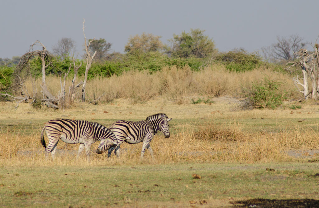National aninaml of Botswana - The Solivagant Soul