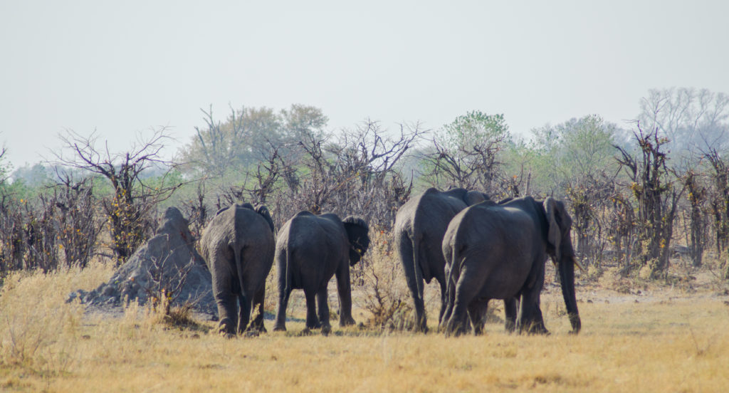 Elephant breeding herd in Botswana