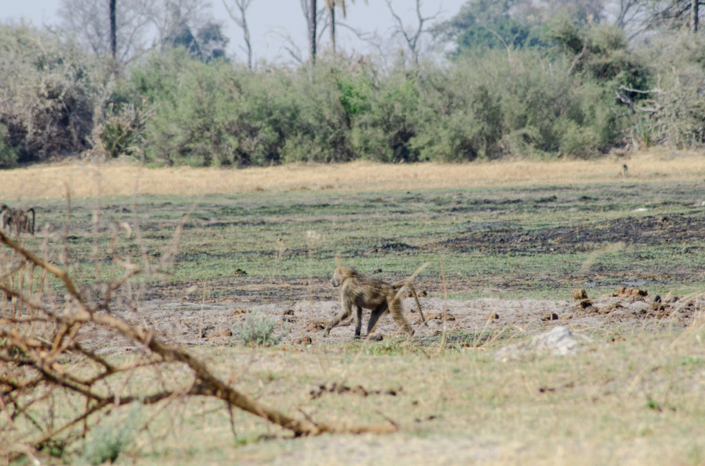 Baboon in the Okavango Delta - Botswana - The Solivagant Soul