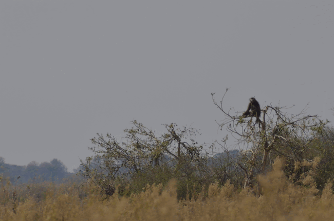 Baboon in Botswana - The Solivagant Soul