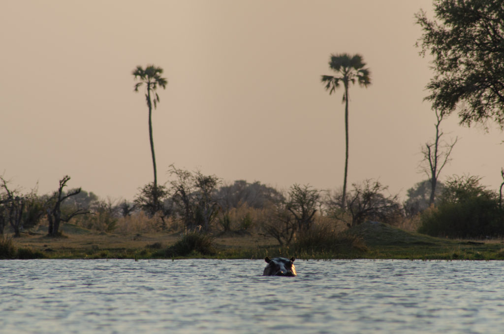 Hippos in the water at sunset at the Okavango Delta. We saw them from a walking tour from our own private island at the Okavango Delta | #Africa #Safari #Botswana #Cows #Okavango #OkavangoDelta | The Solivagant Soul