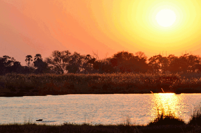 Hippos at sunset in the Okavango Delta - The Solivagant Soul