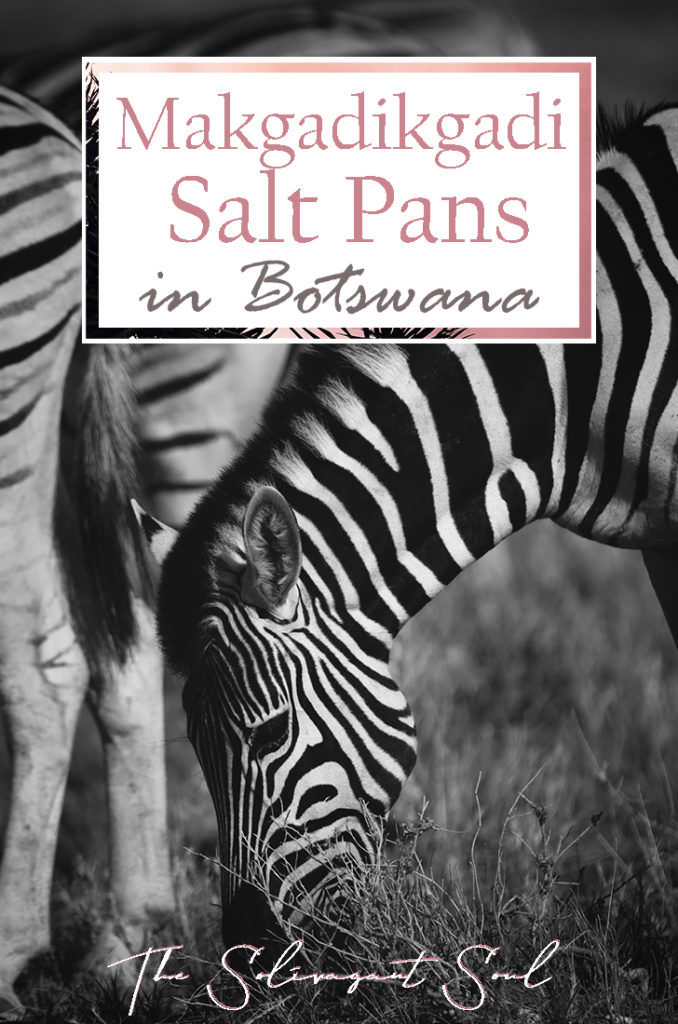 Discovering the Makgadikgadi Salt Pans in Nata, Botswana. In the forest where once the homo sapiens started to evolve, today we can find a salt desert where animals are scarce and water is even more limited. This interesting location in the North east of Botswana is unique to the country and very different from the usual landscapes in Africa | The Solivagant Soul Travel Blog | #africa #safari #botswana #photographicsafari #wildlife