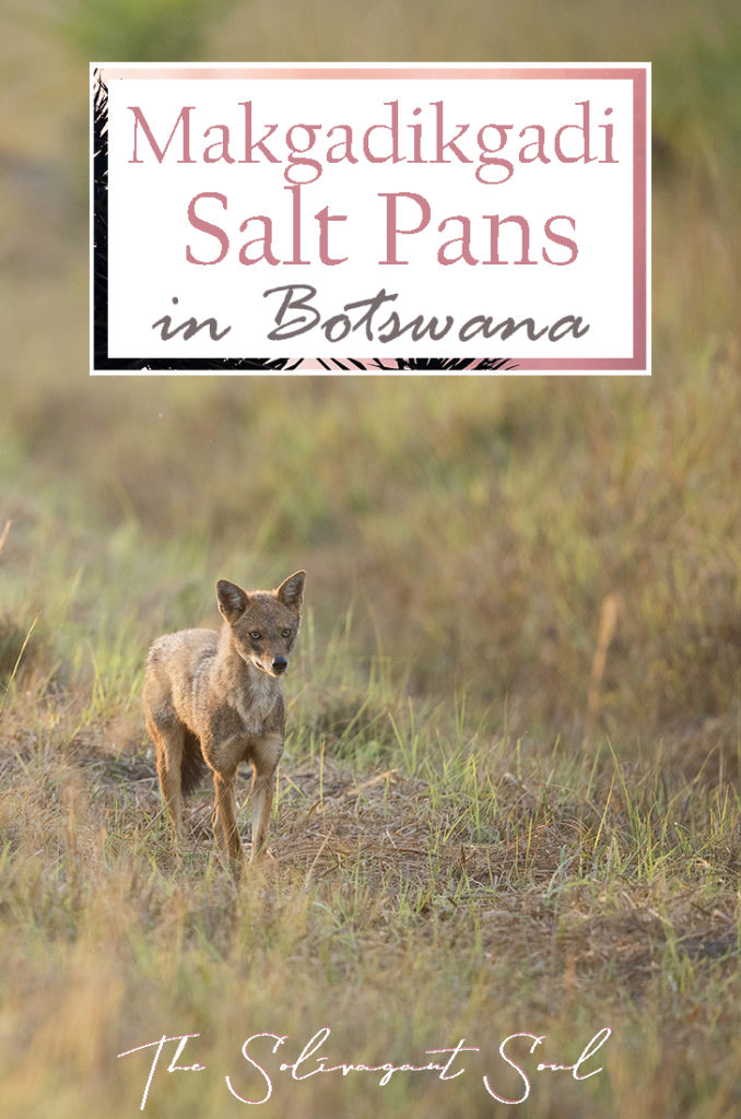 Discovering the Makgadikgadi Salt Pans in Nata, Botswana. In the forest where once the homo sapiens started to evolve, today we can find a salt desert where animals are scarce and water is even more limited. This interesting location in the North east of Botswana is unique to the country and very different from the usual landscapes in Africa | The Solivagant Soul Travel Blog | #africa #safari #botswana #photographicsafari #wildlife
