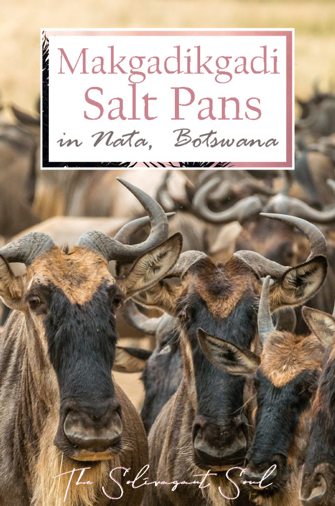 Discovering the Makgadikgadi Salt Pans in Nata, Botswana. In the forest where once the homo sapiens started to evolve, today we can find a salt desert where animals are scarce and water is even more limited. This interesting location in the North east of Botswana is unique to the country and very different from the usual landscapes in Africa | The Solivagant Soul Travel Blog | #africa #safari #botswana #photographicsafari #wildlife