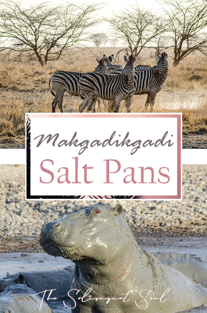 Discovering the Makgadikgadi Salt Pans in Nata, Botswana. In the forest where once the homo sapiens started to evolve, today we can find a salt desert where animals are scarce and water is even more limited. This interesting location in the North east of Botswana is unique to the country and very different from the usual landscapes in Africa | The Solivagant Soul Travel Blog | #africa #safari #botswana #photographicsafari #wildlife
