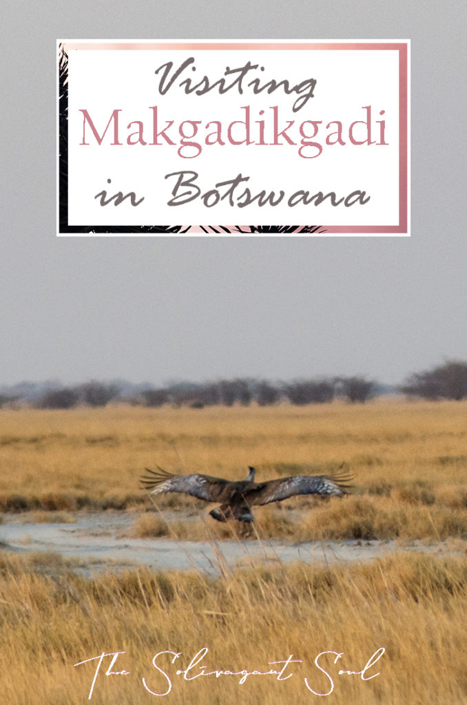 Discovering the Makgadikgadi Salt Pans in Nata, Botswana. In the forest where once the homo sapiens started to evolve, today we can find a salt desert where animals are scarce and water is even more limited. This interesting location in the North east of Botswana is unique to the country and very different from the usual landscapes in Africa | The Solivagant Soul Travel Blog | #africa #safari #botswana #photographicsafari #wildlife