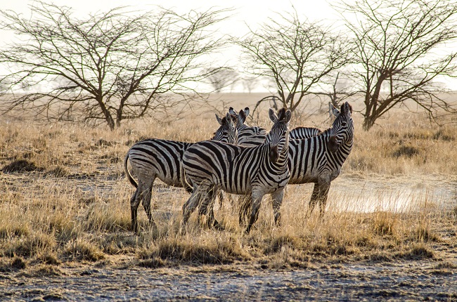 Zebras in Makgadikgadi Salt Pans in Nata, Botswana.
